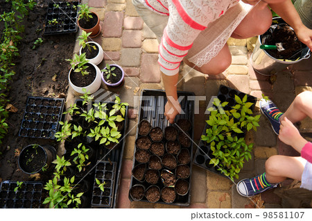 Close-up of female gardener agronome transplanting pepper seedlings in the early spring at sunset. Ecolog. Agriculture Close-up of female gardener agronome transplanting pepper seedlings in the early spring at sunset. Ecolog. Agriculture 98581107