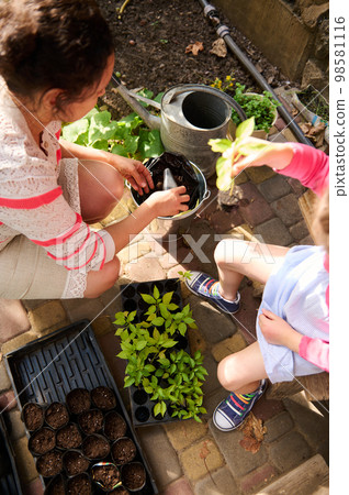 Top view woman holding green seedling growing in soil and planting in a pot with fertilized ground. Organic farming Top view woman holding green seedling growing in soil and planting in a pot with fertilized ground. Organic farming 98581116