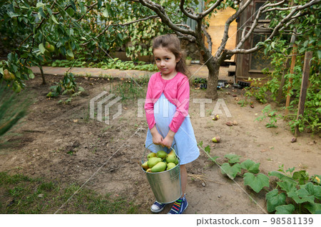 Beautiful little child girl carrying a metal bucket with freshly harvested ripe pears in eco field Beautiful little child girl carrying a metal bucket with freshly harvested ripe pears in eco field 98581139