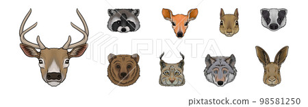 Wild Forest Living Animal Snout and Muzzle with Fur Vector Set 98581250