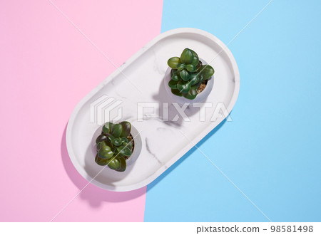 Two ceramic pots with plants on a pink-blue background, top view Two ceramic pots with plants on a pink-blue background, top view 98581498
