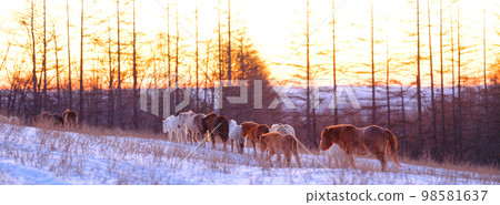 一群北海道兒童和日出 98581637