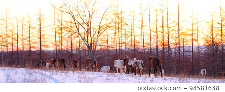 一群北海道兒童和日出 98581638