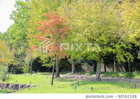 Colored dogwood leaves Colored dogwood leaves 98582108