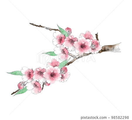 Hand-drawn illustrations of cherry blossoms colored 98582298