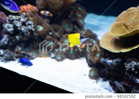 Small decorative bright fish swim near the corals in the aquarium 98582502