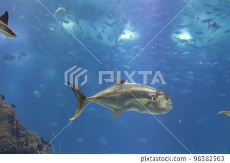 Big caranx fish swimming in a blue aquarium full of other fish Big caranx fish swimming in a blue aquarium full of other fish 98582503