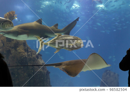 Shark stingray and fish swimming in a large aquarium close to the glass Shark stingray and fish swimming in a large aquarium close to the glass 98582504