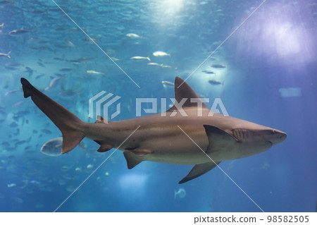 Grey galapagos shark swims close to the glass in big aquarium Grey galapagos shark swims close to the glass in big aquarium 98582505