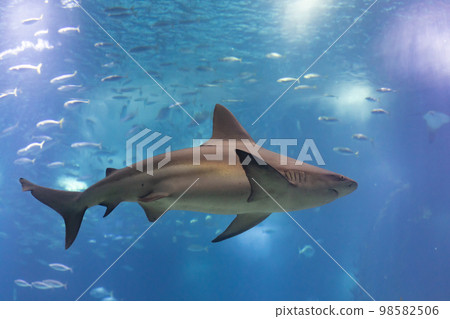 Grey galapagos shark swims in big aquarium in the oceanarium Grey galapagos shark swims in big aquarium in the oceanarium 98582506