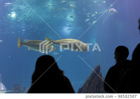 Black silhouettes of visitors to the oceanarium look at the fish behind the glass of the aquarium Black silhouettes of visitors to the oceanarium look at the fish behind the glass of the aquarium 98582507