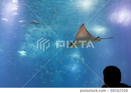 Silhouette of a man looks at a stingray in a huge blue aquarium Silhouette of a man looks at a stingray in a huge blue aquarium 98582508