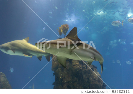 Two grey sharks in big aquarium of lisbon oceanarium Two grey sharks in big aquarium of lisbon oceanarium 98582511