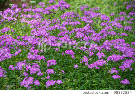 春天的花朵 春天的花朵 98582824