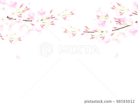 白色背景下水彩櫻花的向量插圖 98583012