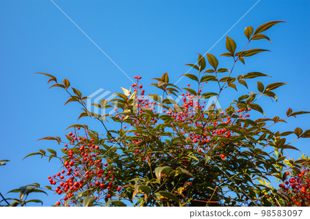 藍天白雲下結著紅色果實的南天竹樹 b-1 98583097