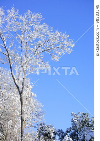 與藍天和樹的雪景 與藍天和樹的雪景 98583349