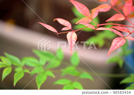 Nanten留下顏色 98583434