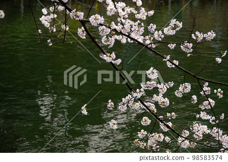 cherry blossoms 98583574