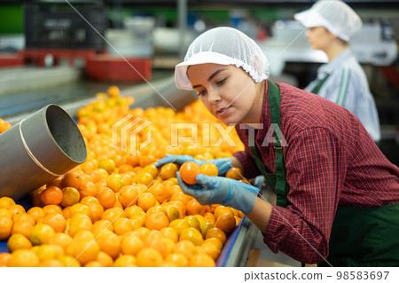 Diligent young female worker checks the quality of tangerine on the conveyor line. Diligent young female worker checks the quality of tangerine on the conveyor line. 98583697