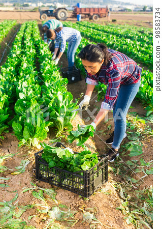 Latino female worker picking chard on field Latino female worker picking chard on field 98583734