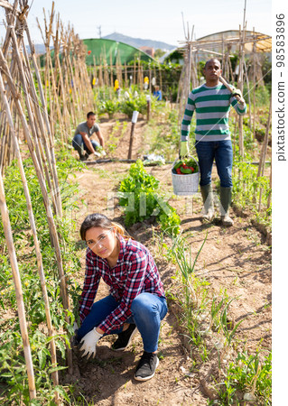 Farmers with bamboo stick working with seedlings 98583896