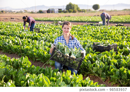 Woman holding box with harvested swiss chard Woman holding box with harvested swiss chard 98583937