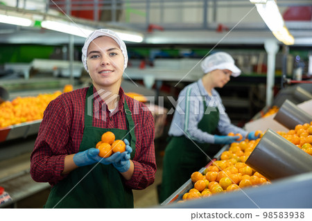 Young positive cheerful female worker in colorful uniform holds fresh ripe tangerines in her hands near the conveyor line. Young positive cheerful female worker in colorful uniform holds fresh ripe tangerines in her hands near the conveyor line. 98583938