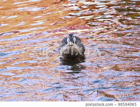 Front facing spot-billed duck Front facing spot-billed duck 98584065