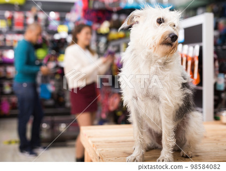 Portrait of dog near different variation of goods for animals in pet store Portrait of dog near different variation of goods for animals in pet store 98584082