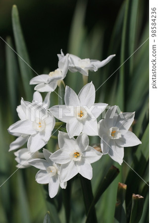 水仙紙白白水仙 98584236
