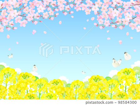 櫻花和油菜花櫻花風暴藍天 98584300