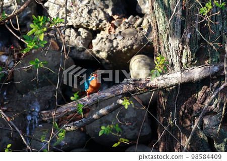 吃魚的翠鳥 吃魚的翠鳥 98584409