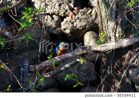 Kingfisher who eats fish Kingfisher who eats fish 98584411