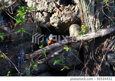 Kingfisher who eats fish 98584452