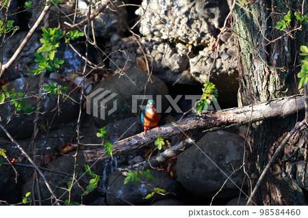 吃魚的翠鳥 98584460