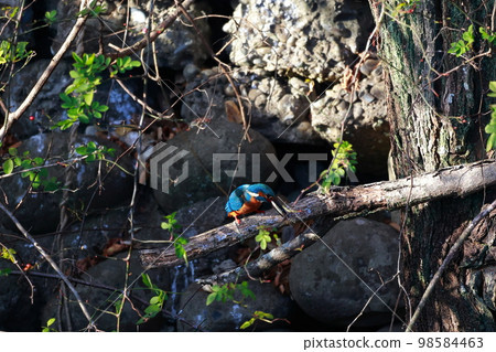 Kingfisher who eats fish 98584463