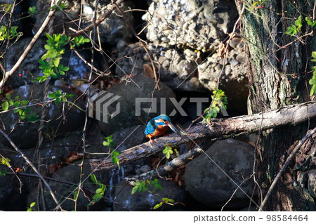Kingfisher who eats fish 98584464