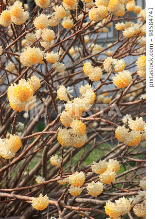 Mitsumata three-pronged flower 98584741