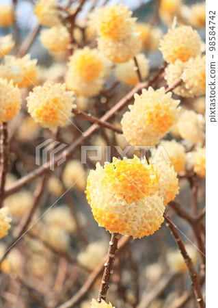 Mitsumata three-pronged flower 98584742