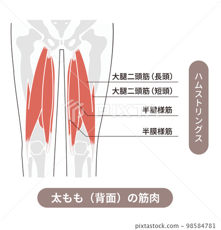 Illustrative illustration showing the muscles and bones of the back of the thigh, called the hamstrings 98584781