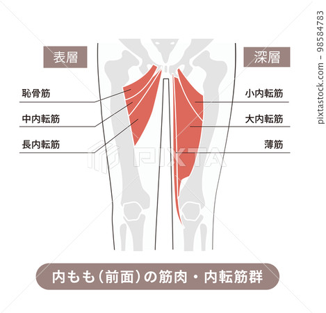 Illustrative illustration showing the muscles and bones of the adductor muscle group on the front of the thigh 98584783