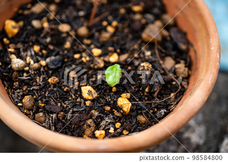 Growth process of garden balsam 98584800