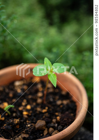 Growth process of garden balsam Growth process of garden balsam 98584802