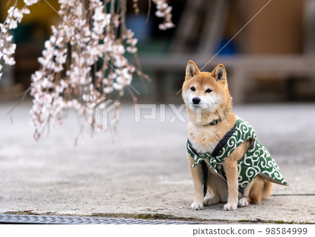 垂枝櫻花和柴犬 垂枝櫻花和柴犬 98584999