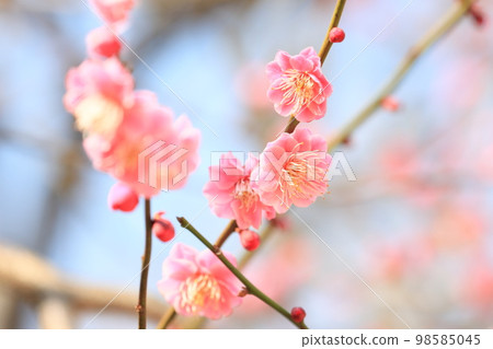 Flowering plum blossoms Red plum blossoms Red plum blossoms 98585045