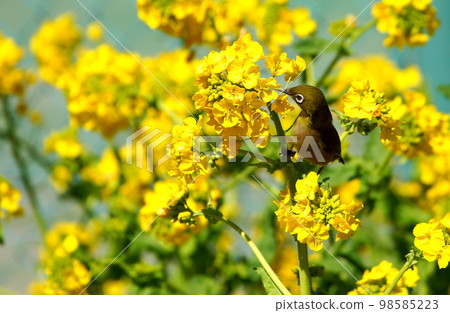 White-eye came to suck nectar from rape blossoms White-eye came to suck nectar from rape blossoms 98585223