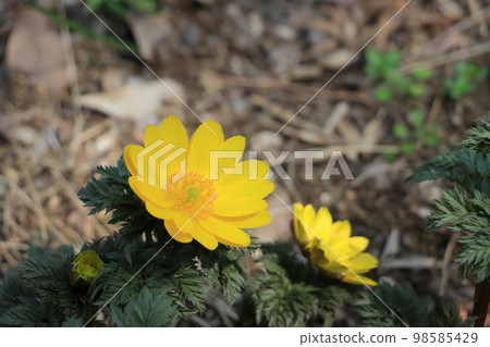 阿多尼斯·拉莫薩·福壽莊 98585429