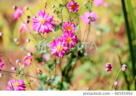 Shuigayuki flower 98585992