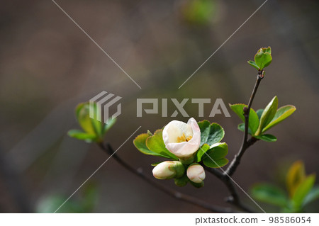 Bokeh (crumpled) 98586054